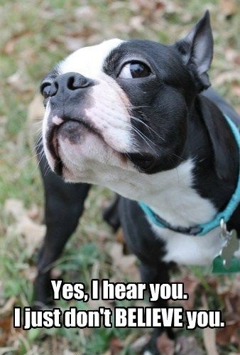 boston terrier funny dog