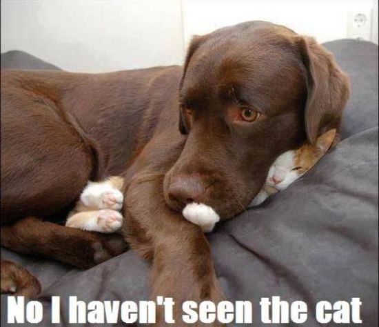 cat labrador meme