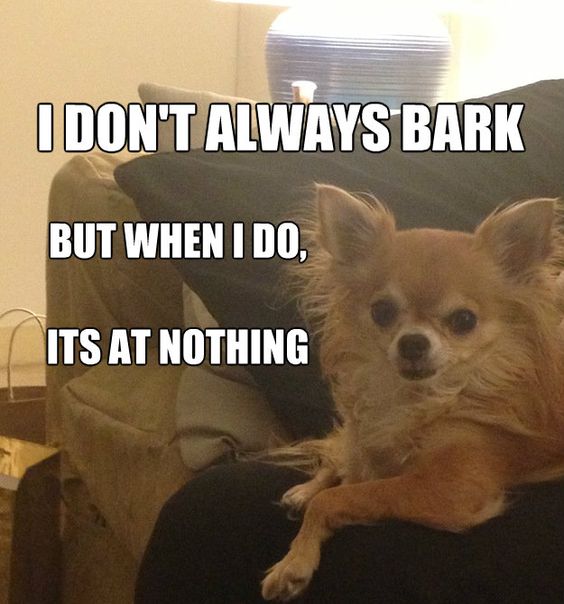 chihuahua bark meme