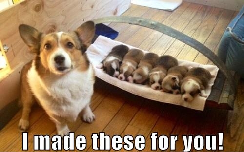 corgi meme puppies