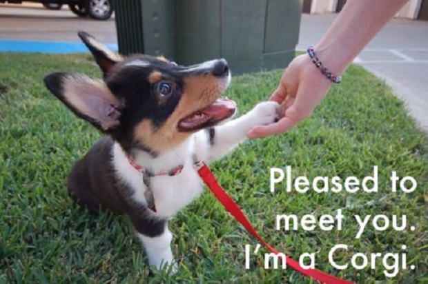 cute corgi puppy meme