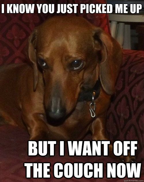 cute dachshund meme