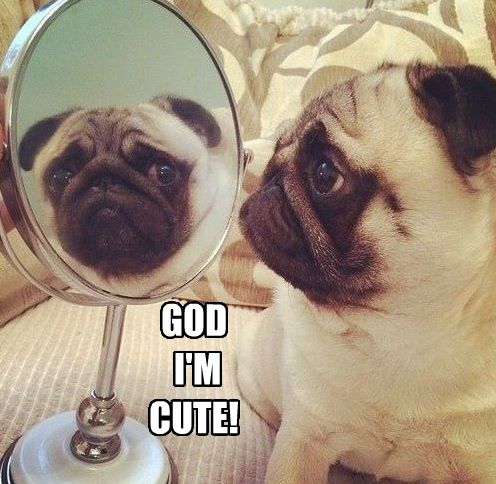cute pug meme dog mirror