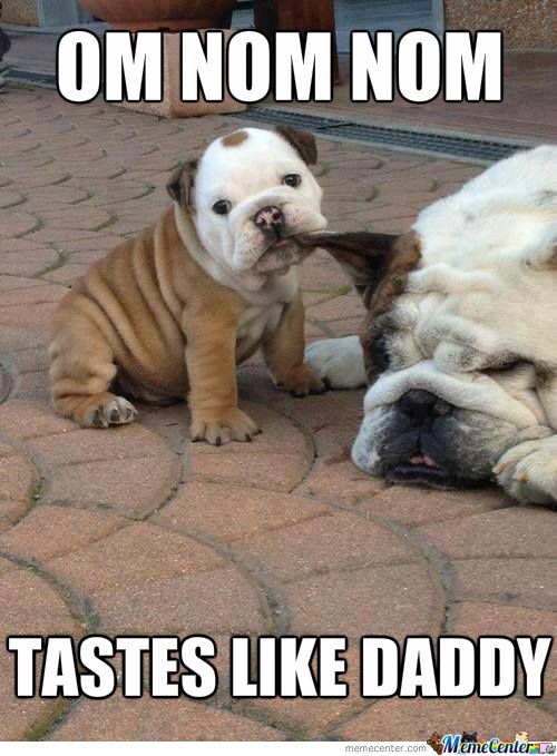 cute puppy english bulldog meme