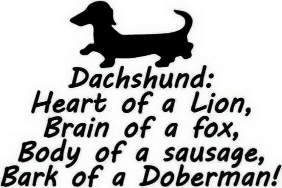 dachshund meme brave dog