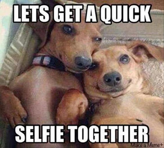 dachshund selfie meme faces