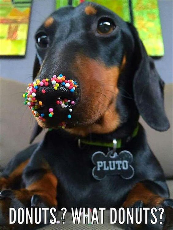 donuts dachshund sweet meme
