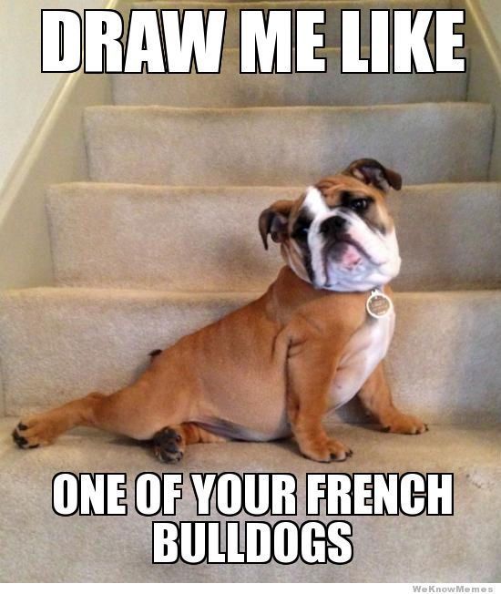 english bulldog meme funny