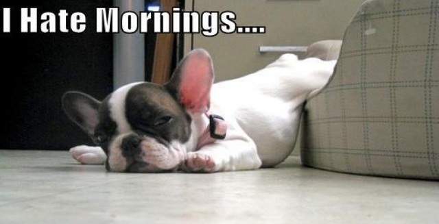 french bulldog morning