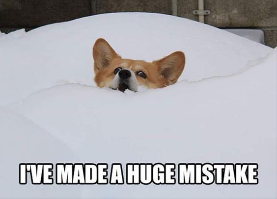 funny corgi meme snow face