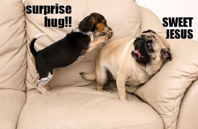 funny dog pug hugs meme