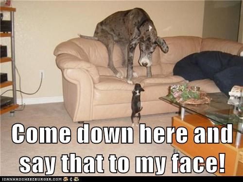 funny dogs memes pics photo