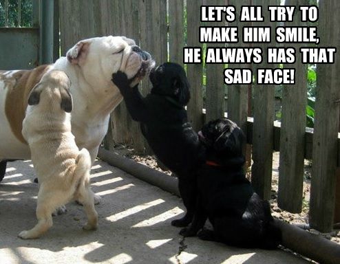 funny face english bulldog meme