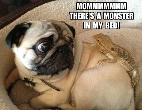 funny pug meme amazing