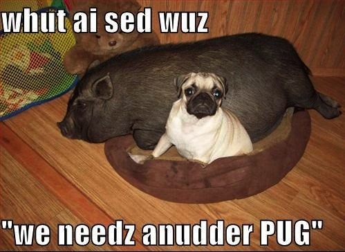 funny pug pig meme