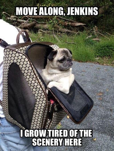 funny pug pup pics meme