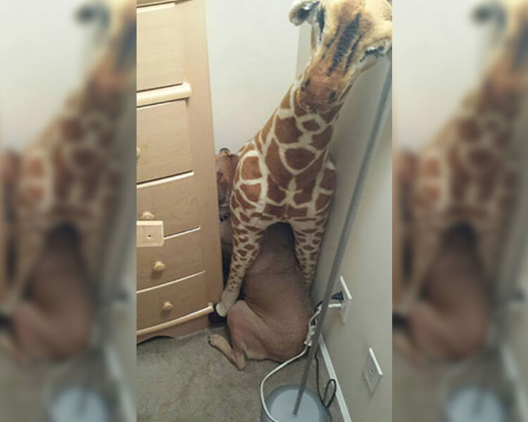 giraffe-hiding.jpg