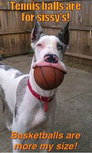 great dane meme basketball ball