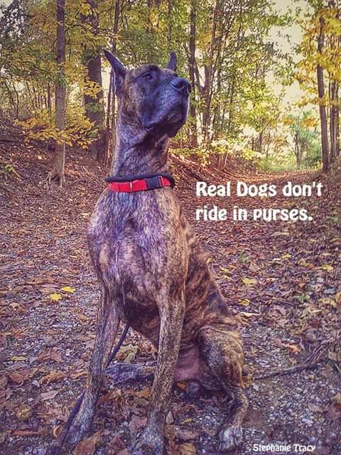 great dane meme