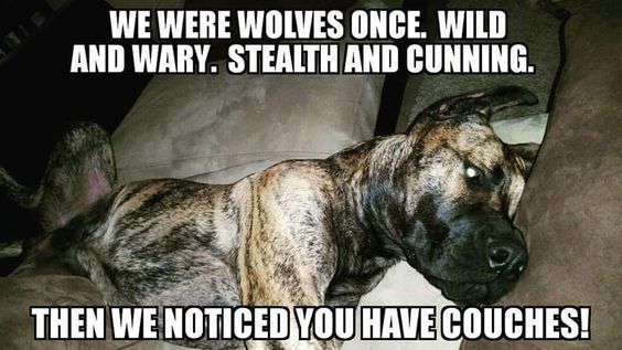 great dane on couch dog meme