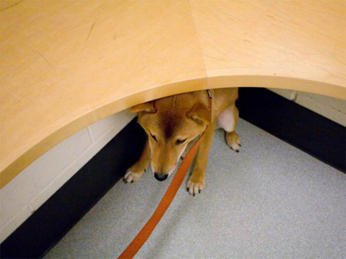 hiding-at-vet.jpg