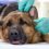 how to clean pugs ears how to clean your s ears and prevent them from getting ear infections how to clean pugs ears how to clean your s ears and prevent them from getting ear infections