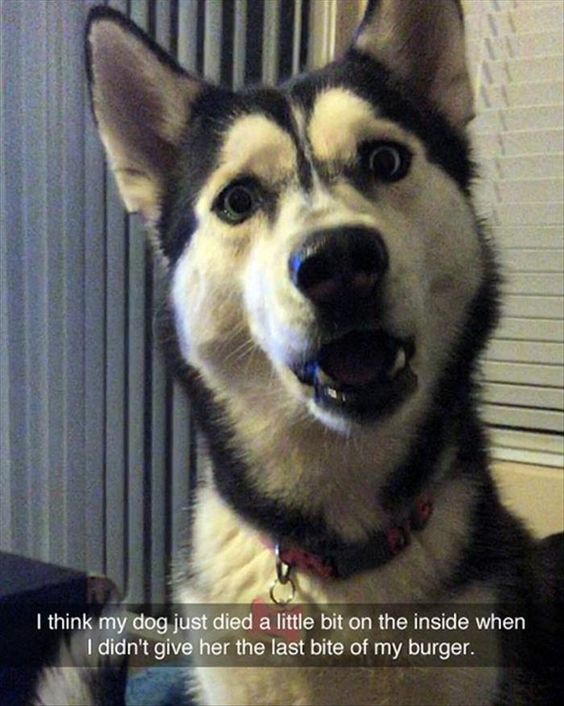 husky face meme