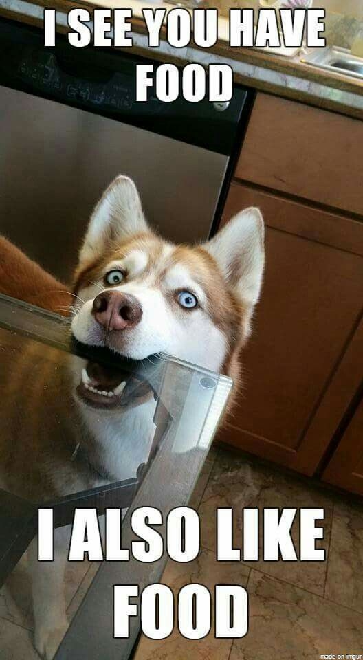 husky food meme