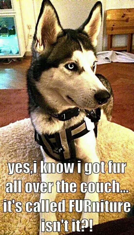 husky fur meme funny