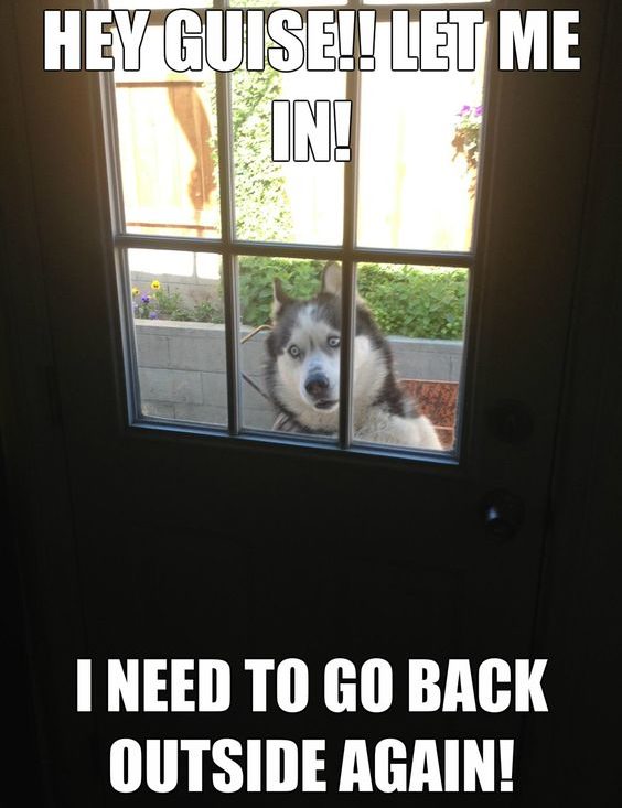 husky meme funny