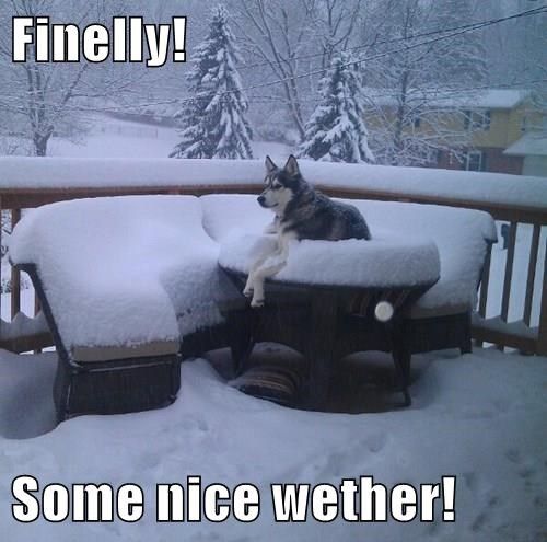 husky snow meme