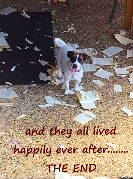 jack russell happy meme