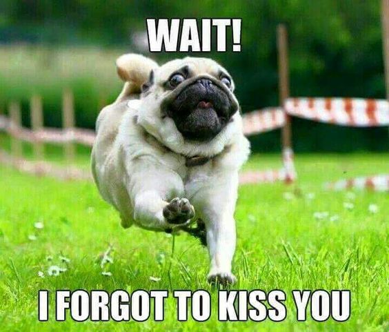 kiss meme pug dog