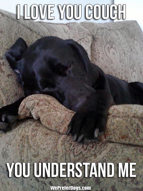 labrador love couch meme