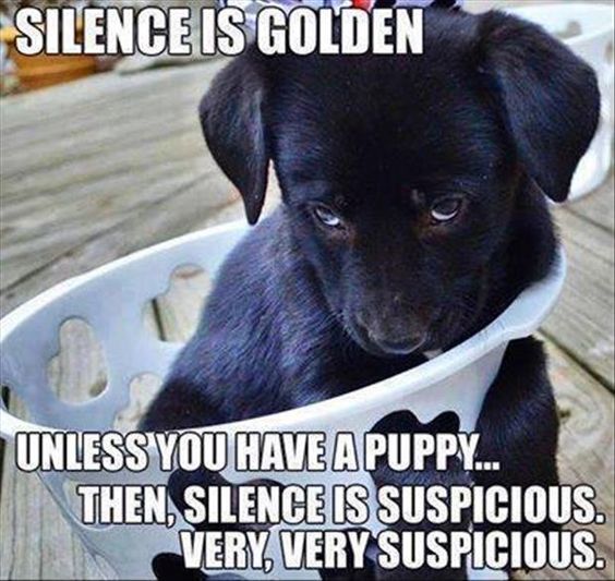labrador silence dog puppy meme