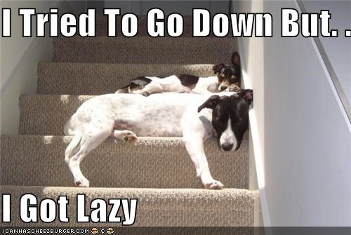 lazy jack russell meme