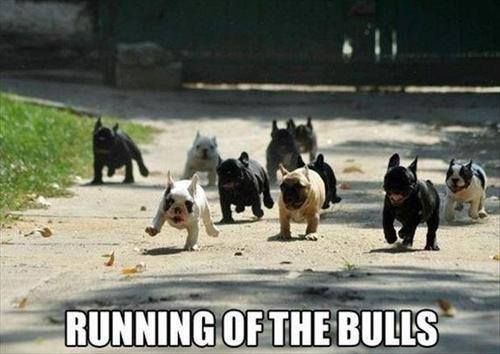 many french bulldogs meme