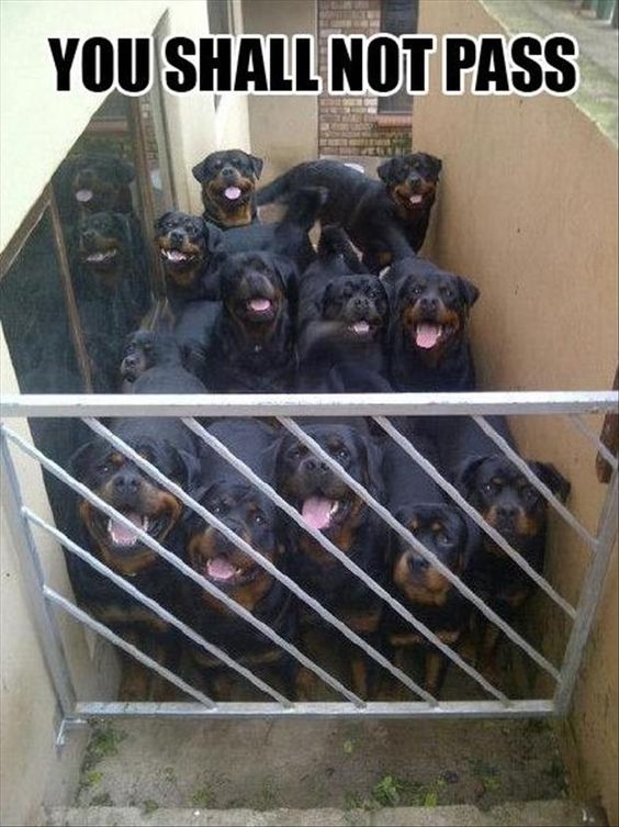 many rottweilers meme