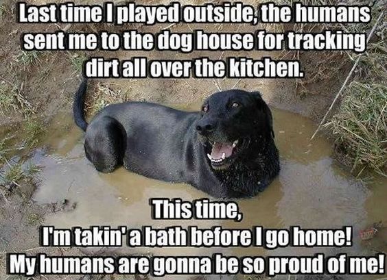 mud bath labrador meme