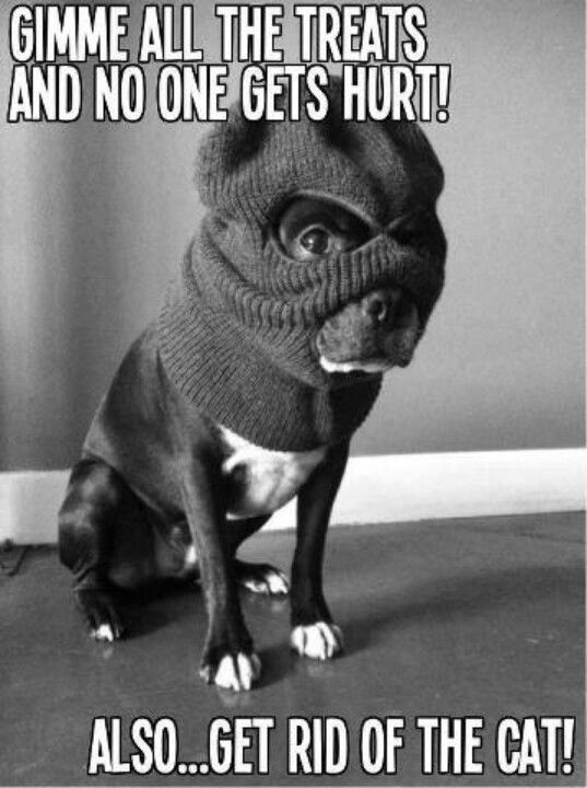 naughty boston terrier meme