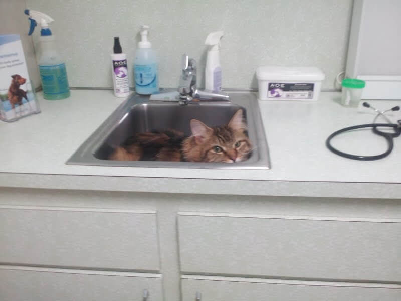 Sink Sanctuary