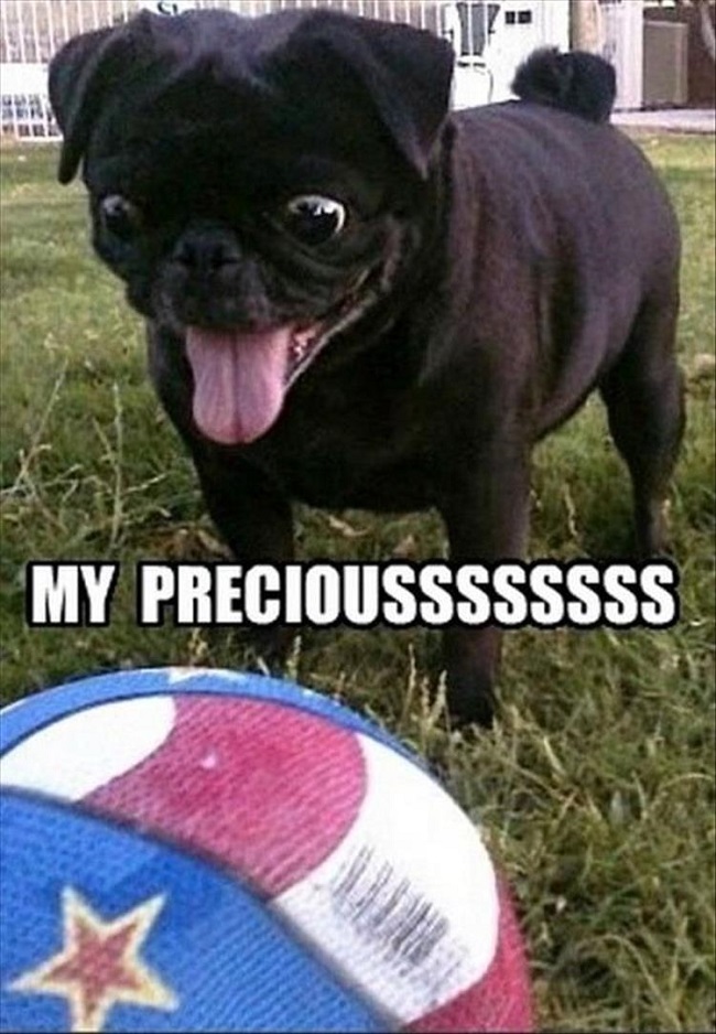 precious dog meme pug