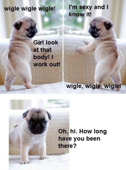 pug meme cute pup