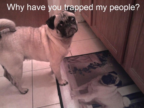 pug trapped meme