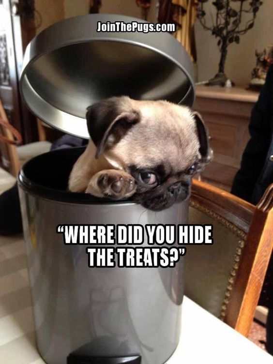 pug treat meme dog