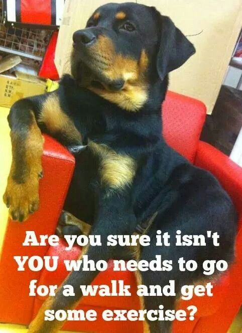 rottweiler meme funny