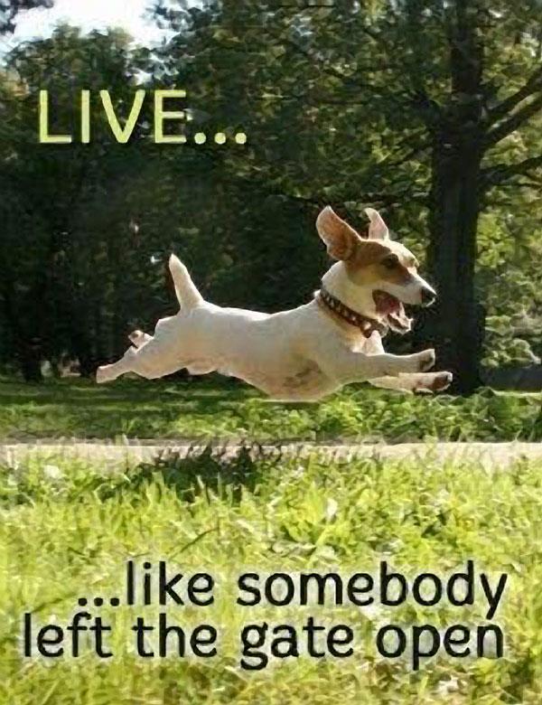 running jack russell dog meme