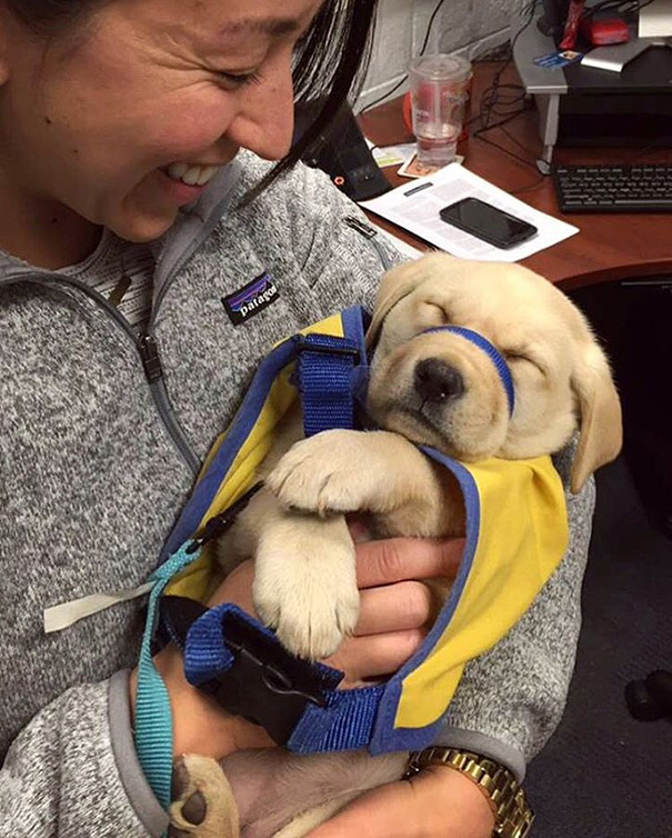 Little Zuma Service Puppy In Training