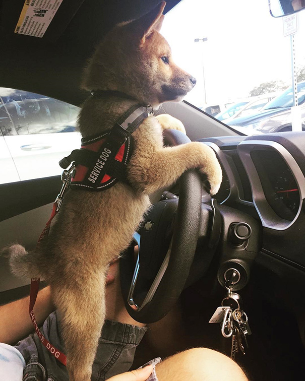 Service Puppy In Training