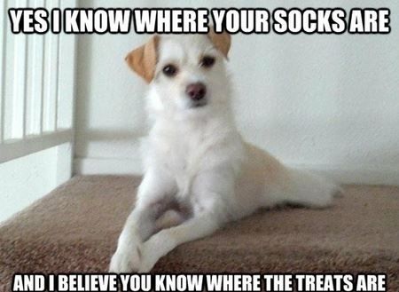 socks jack russells dogs meme